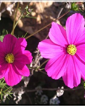 Flowers Ive met