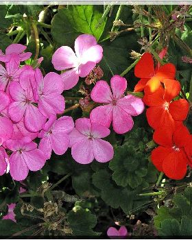 Flowers Ive met
