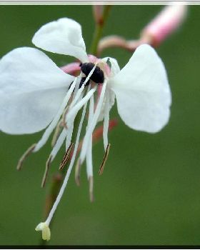 Flowers Ive met