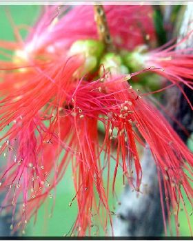 Flowers Ive met
