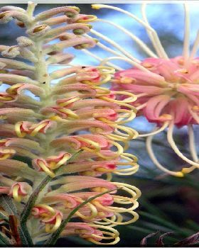 Flowers Ive met
