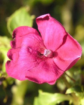 Flowers Ive met