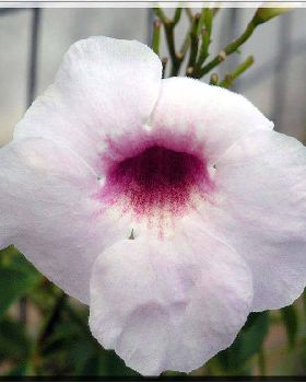 Flowers Ive met