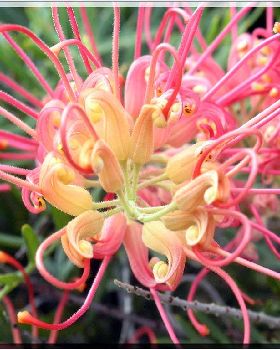 Flowers Ive met