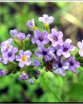 Flowers Ive met