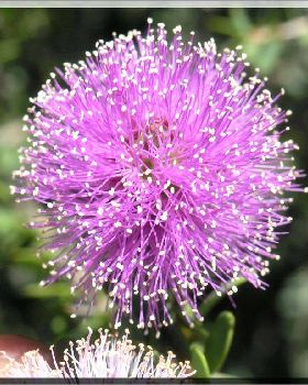 Flowers Ive met