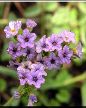 Flowers Ive met