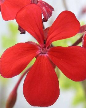 Flowers Ive met
