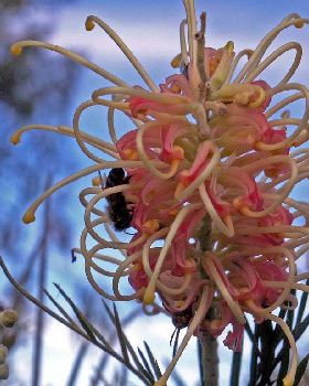 Flowers Ive met