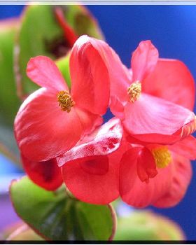 Flowers Ive met