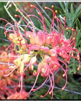 Flowers Ive met