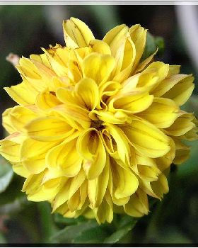 Flowers Ive met