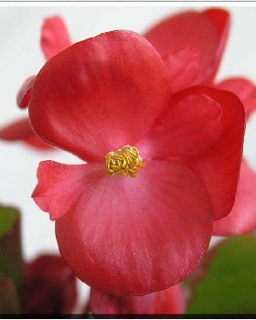 Flowers Ive met