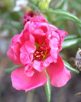 Flowers Ive met