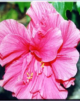 Flowers Ive met