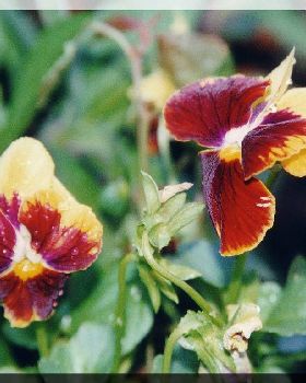 Flowers Ive met
