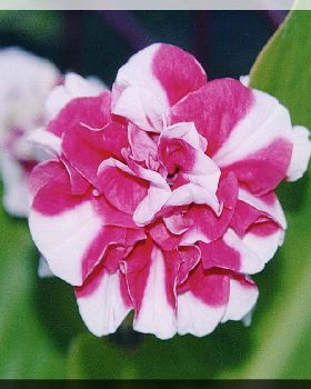 Flowers Ive met