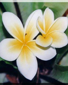 Flowers Ive met