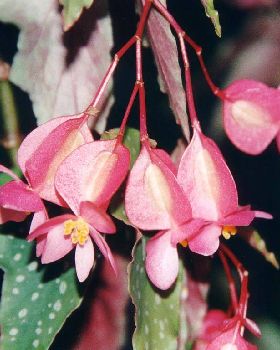 Flowers Ive met