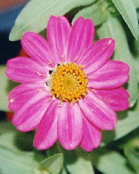 Flowers Ive met