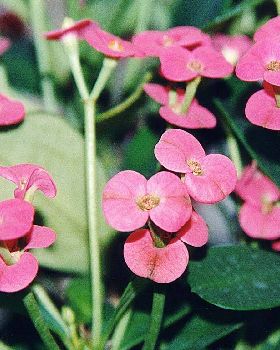 Flowers Ive met