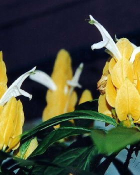 Flowers Ive met