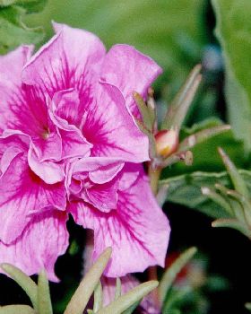 Flowers Ive met