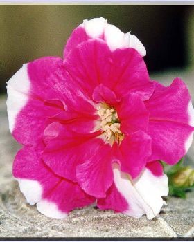 Flowers Ive met