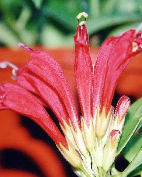Flowers Ive met