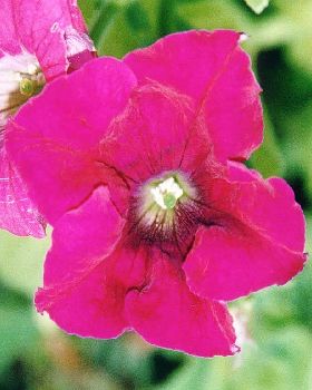 Flowers Ive met