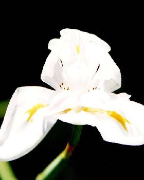 Flowers Ive met