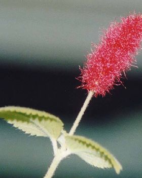 Flowers Ive met
