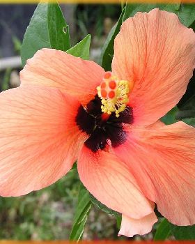 Flowers Ive met