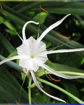 Flowers Ive met