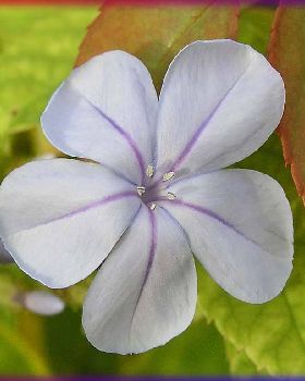 Flowers Ive met