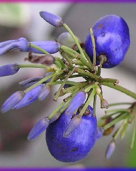 Flowers Ive met