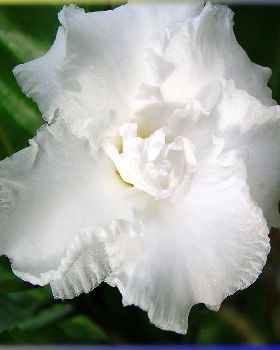 Flowers Ive met