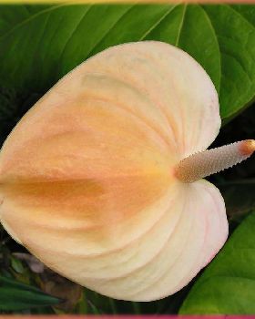 Flowers Ive met