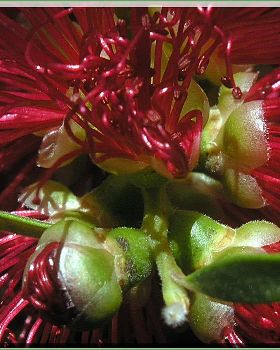 Flowers Ive met