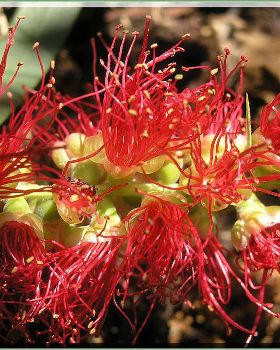 Flowers Ive met