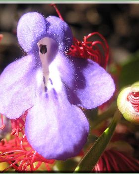Flowers Ive met