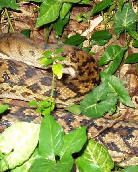 Bobs Snake