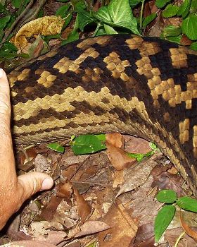 Bobs Snake