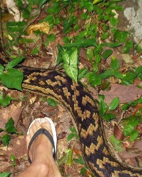 Bobs Snake