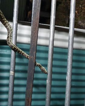 Snake at Nutgrove 02 20201215193541