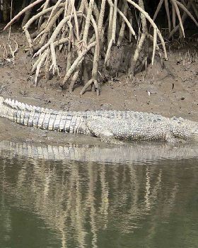 Yorkeys Croc