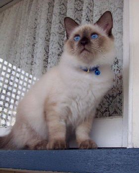 Himalayan Pussy