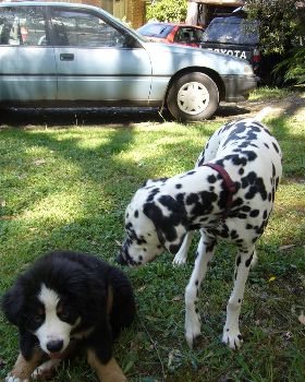 Old Saltys Puppies