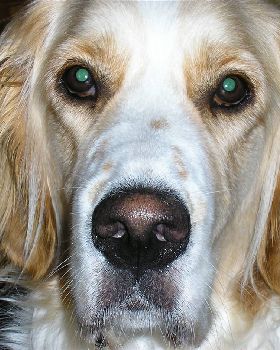 Doggy