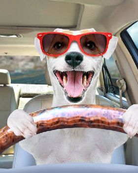 portrait-funny-dog-behind-wheel-car-jack-russell-terrier-sunglasses-151057370